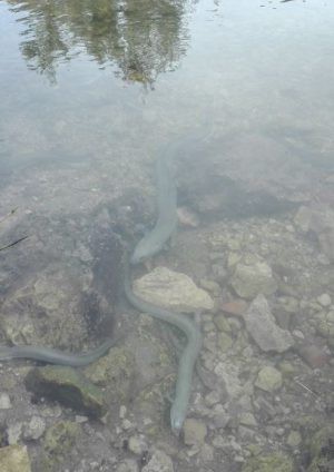 anguiles