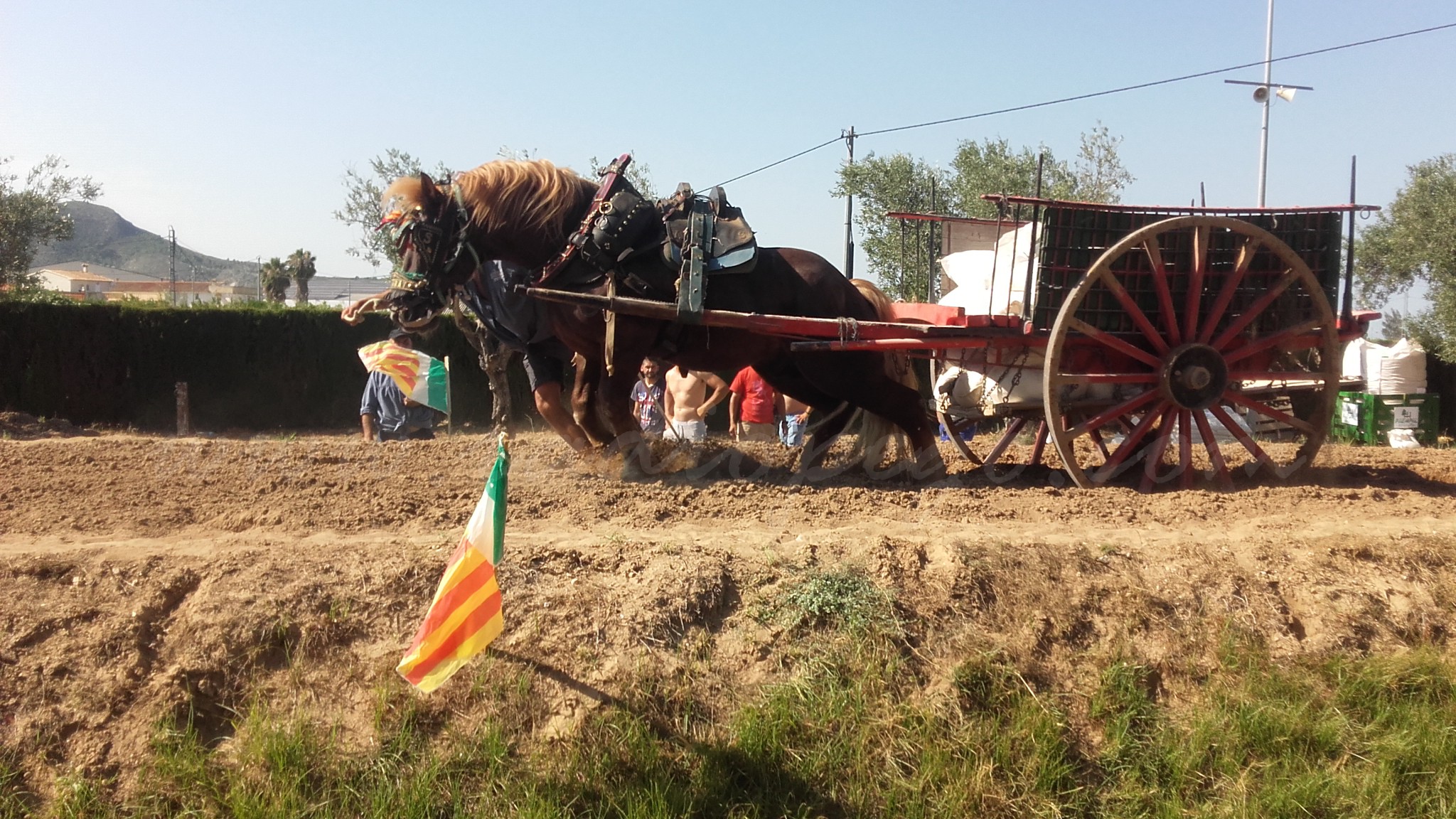 El 43 concurs de tir i arrossegament ‘Vila de Pego’ lidera les inscripcions d’haques