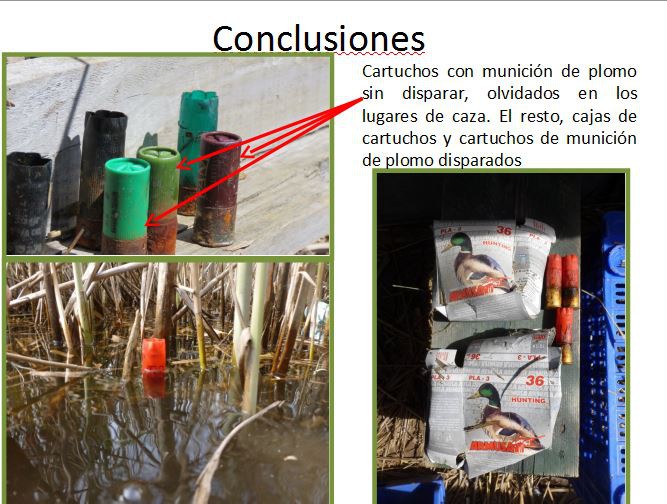 Un estudi detecta plom en el sediment del parc natural de la Marjal de Pego-Oliva