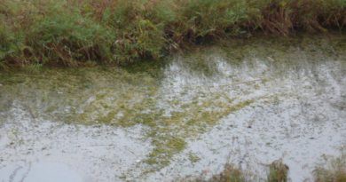 Brigades de la direcció general de Medi Natural treballaran en l’eradicació de plantes exòtiques invasores al Parc Natural de la Marjal de Pego-Oliva