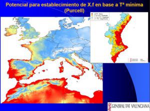 xylella 2