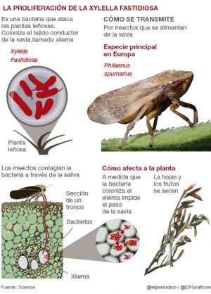 Xylella fastidiosa