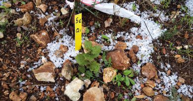 La Fundació Aquae i Sylvestris tornen a sembrar bellotes en la zona del Miserà