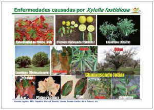 xylella malalties