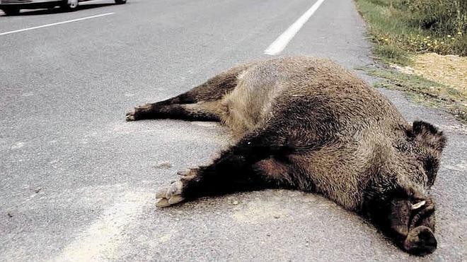 La Policia Local de Pego demana precaució al voltant per l’increment de porcs seglars