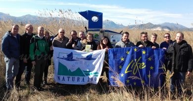 El projecte Life Paludícola permetrà crear un hàbitat adequat a la Marjal de Pego-Olvia perquè descanse la xitxarra d’aigua durant la seua migració
