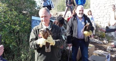 S’alliberen al parc natural de la Marjal de Pego-Oliva dos arpellots de marjal, una espècie en perill d’extinció