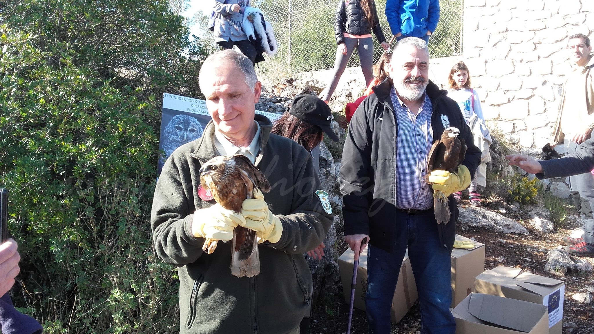 S’alliberen al parc natural de la Marjal de Pego-Oliva dos arpellots de marjal, una espècie en perill d’extinció