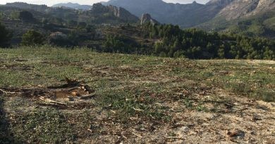Es detecta un sisè focus de Xylella que afecta 31 parcel·les de la Marina Alta