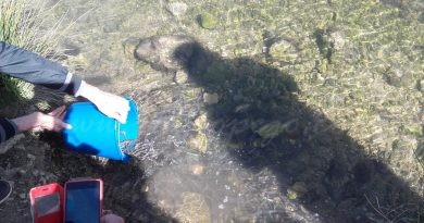 Els decomisos permeten una important solta d’anguiles al Parc Natural de la Marjal de Pego-Oliva