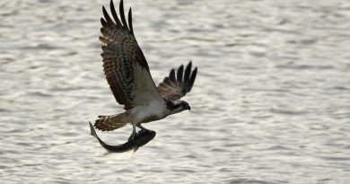 Més seguretat per a l’àguila pescadora a la Marjal de Pego-Oliva