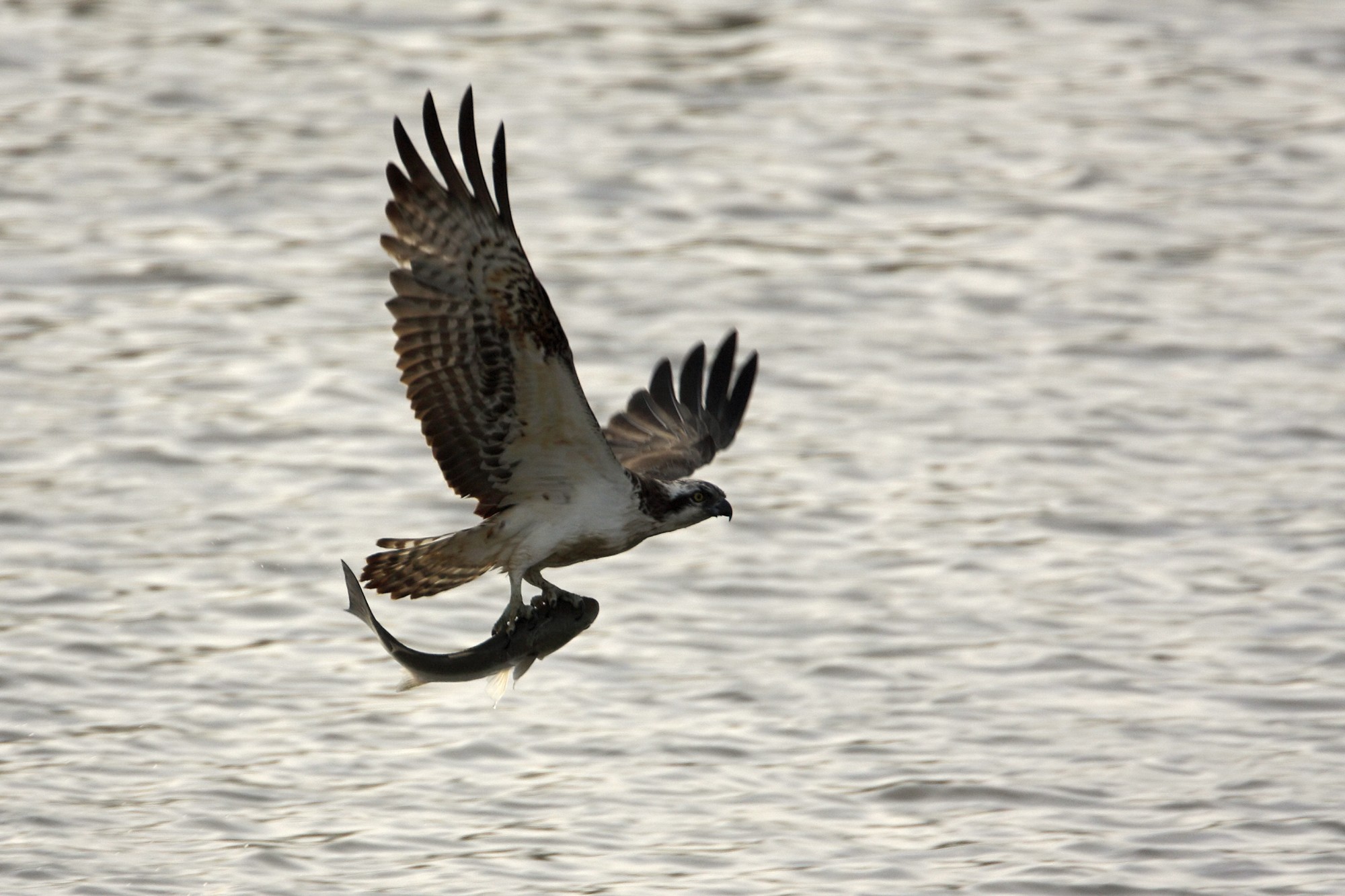 Més seguretat per a l’àguila pescadora a la Marjal de Pego-Oliva