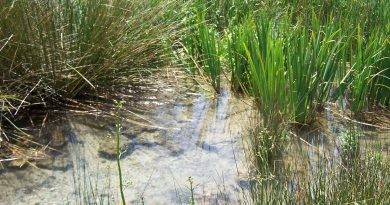 Pego crea una Comissió de Seguiment de l’Aigua per a millorar-ne la gestió