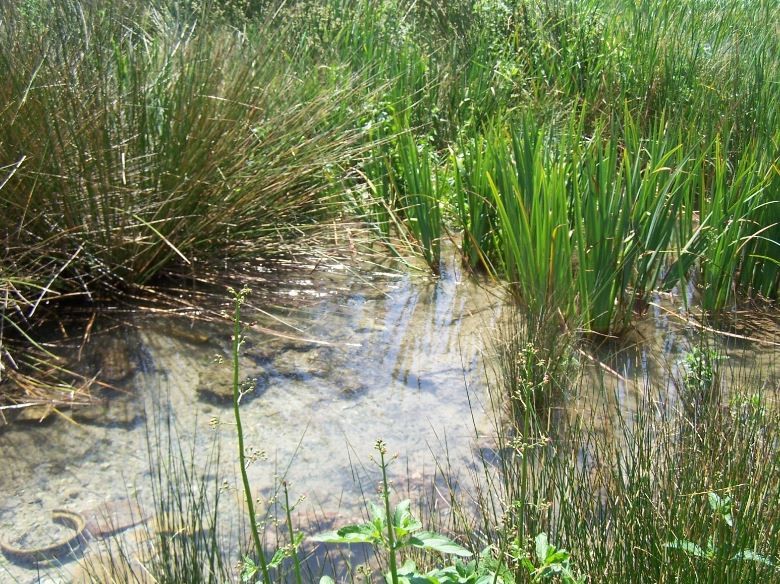 Pego crea una Comissió de Seguiment de l’Aigua per a millorar-ne la gestió