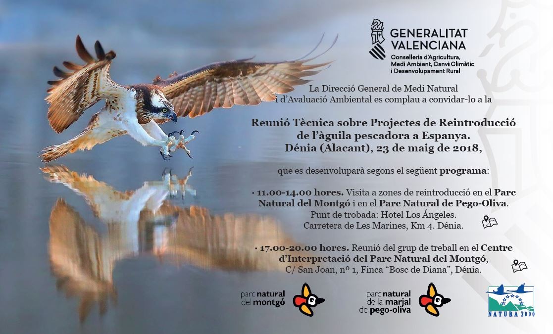 La Fundació Migres i la Conselleria de Medi Ambient analitzen els millors espais per reintroduir l’àguila pescadora al PN de la Marjal de Pego-Oliva