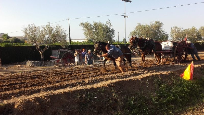 El concurs de tir i arrossegament de Pego continua sent el millor de la Comunitat Valenciana