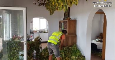 La Guàrdia Civil deté a Pego dos hòmens pel cultiu de més de 400 plantes de marihuana