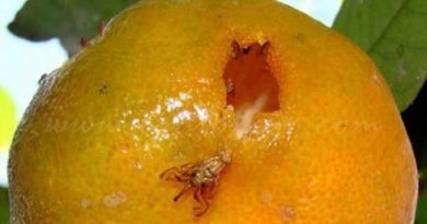 Comença la campanya contra la mosca de la fruita