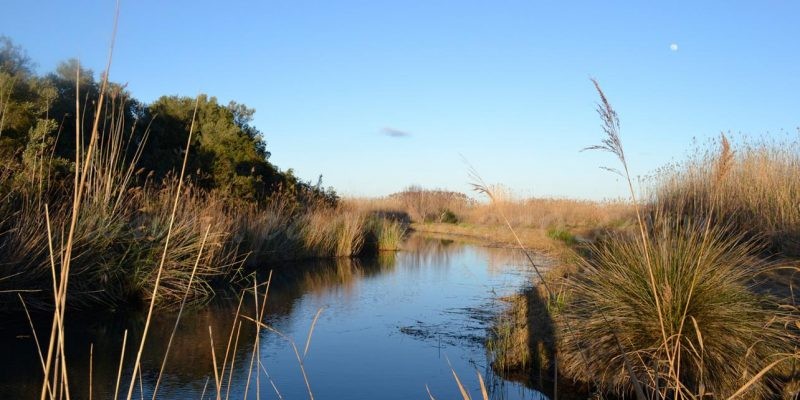La Regidoria de Medi Ambient procedeix a retirar una part de la línia elèctrica de la Marjal Pego-Oliva per la reintroducció de l’Àguila Pescadora