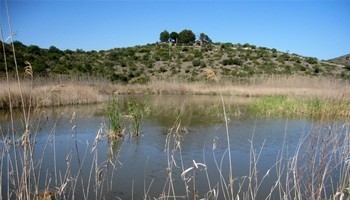 Batuda diürna de porcs senglars a la zona de la Muntanyeta Verda