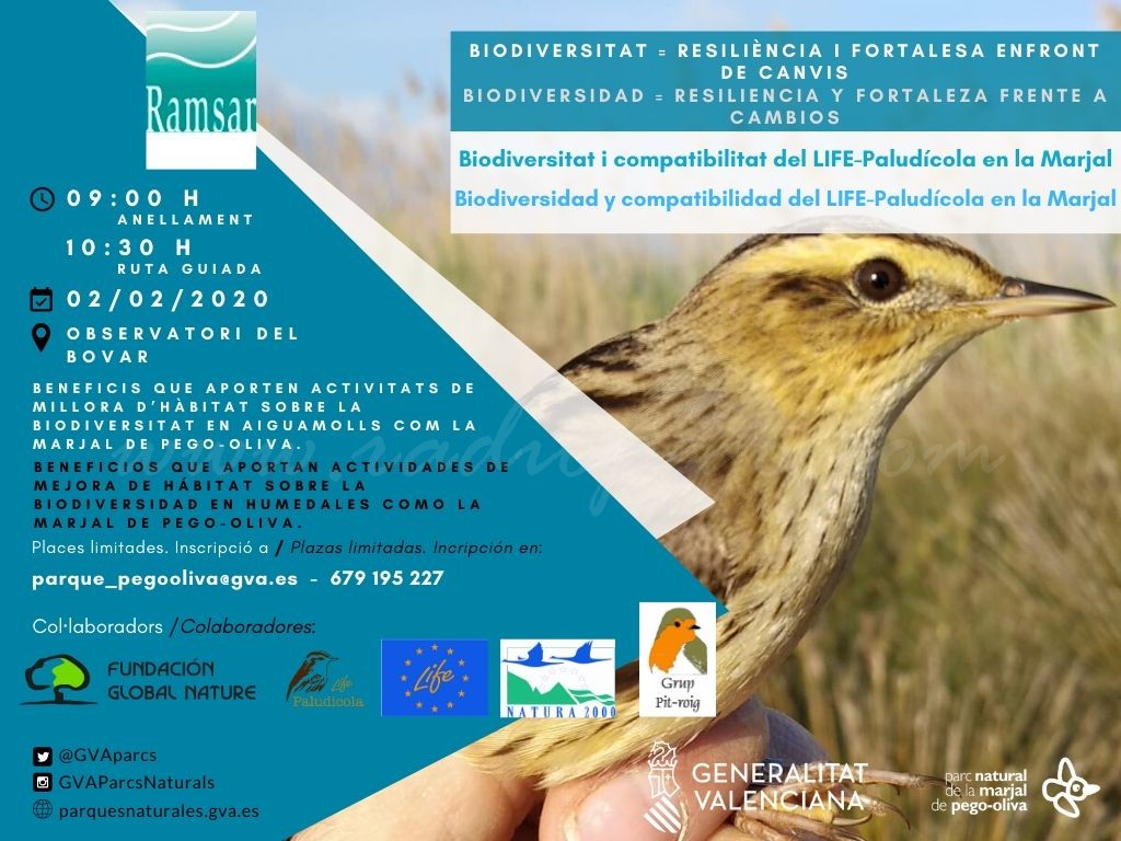 Biodiversitat i compatibilitat del LIFE-Paludícola a la Marjal Biodiversitat i compatibilitat del LIFE-Paludícola a la Marjal