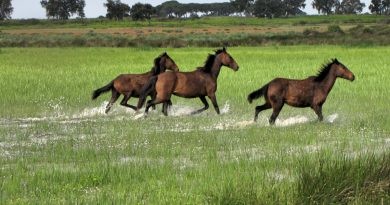 Pego treballa en un projecte per a combinar la recuperació de fauna primigènia amb el teletreball