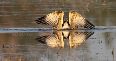 20 nous pollets d’àguila pescadora arribaran a la comarca en 2022
