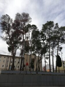 L’Ajuntament de Pego abordarà la tala de pins secs este mes de gener