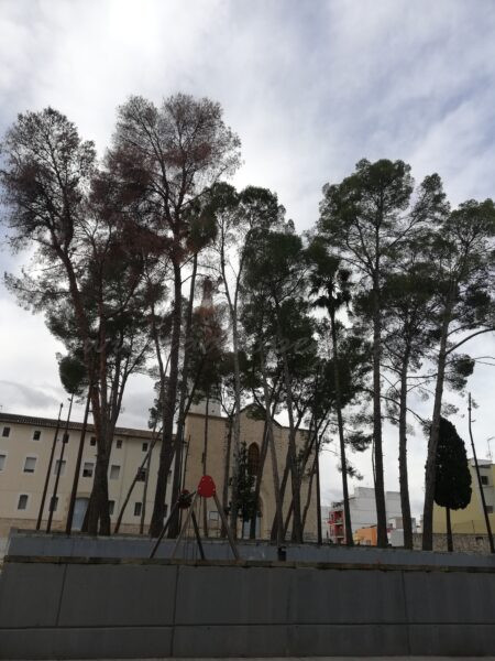 L’Ajuntament de Pego abordarà la tala de pins secs este mes de gener