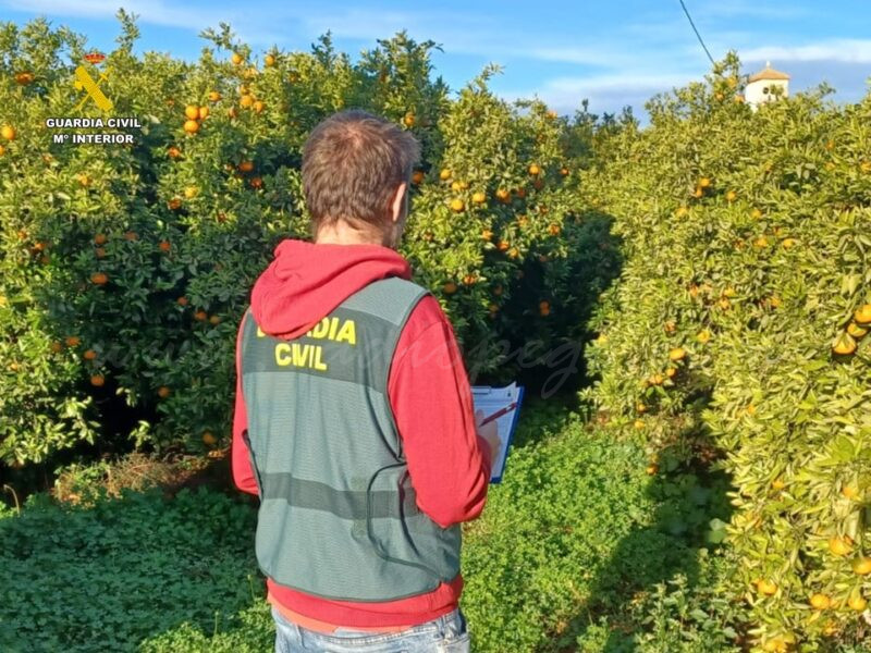 Una inspecció agrícola a Pego permet la detenció de 4 homes buscats per organismes judicials