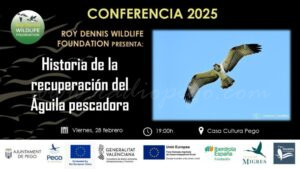 L’àguila pescadora protagonista esta vesprada a la Casa de Cultura de Pego