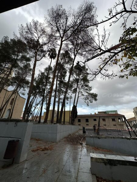L’Ajuntament de Pego tala els pins secs de la plaça del Convent
