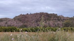 Extingit l’incendi forestal de Mostalla