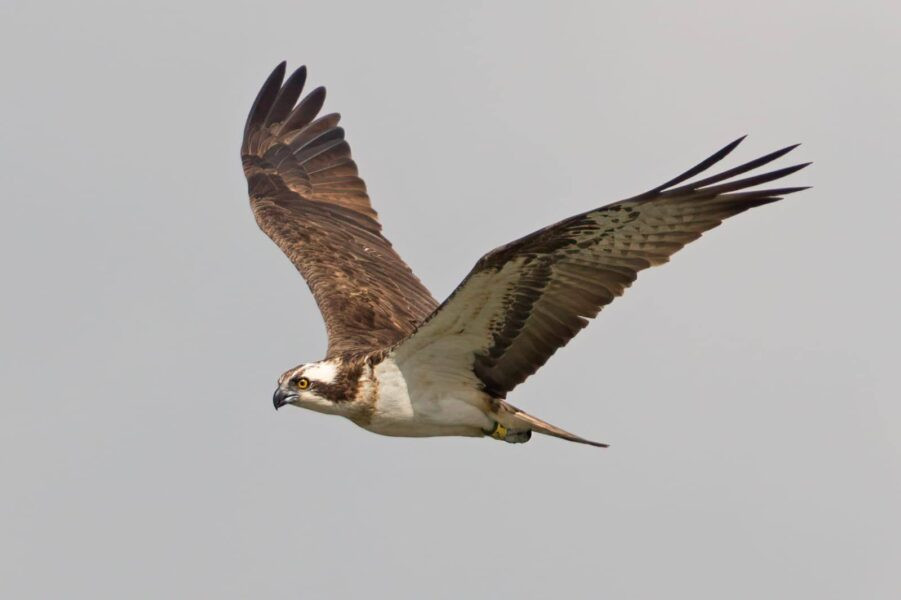 S’albira el primer exemplar d’àguila pescadora que ha tornat a les proximitat del PN de la Marjal de Pego-Oliva
