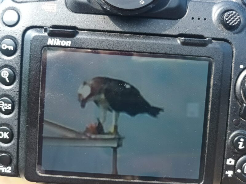 Torna al Parc Natural de la Marjal de Pego-Oliva el primer exemplar d’àguila pescadora