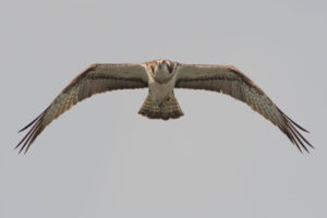 La presència de diversos exemplars d’àguila pescadora ressalta el valor estratègic del parc natural de la Marjal de Pego-Oliva