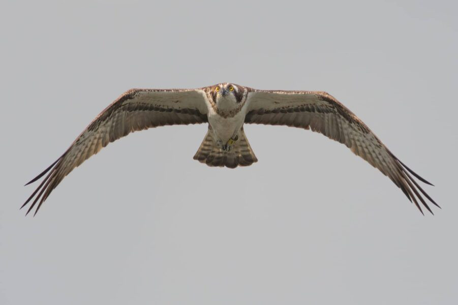 La presència de diversos exemplars d’àguila pescadora ressalta el valor estratègic del parc natural de la Marjal de Pego-Oliva