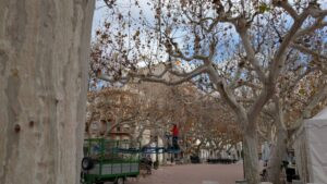 La salut dels arbres del Passeig Cervantes, a estudi