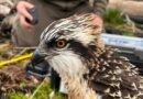 L’Ajuntament de Pego considera un “èxit” la tornada de cinc àguiles pescadores al voltant de la Marjal Pego-Oliva
