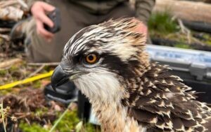 L’Ajuntament de Pego considera un “èxit” la tornada de cinc àguiles pescadores al voltant de la Marjal Pego-Oliva