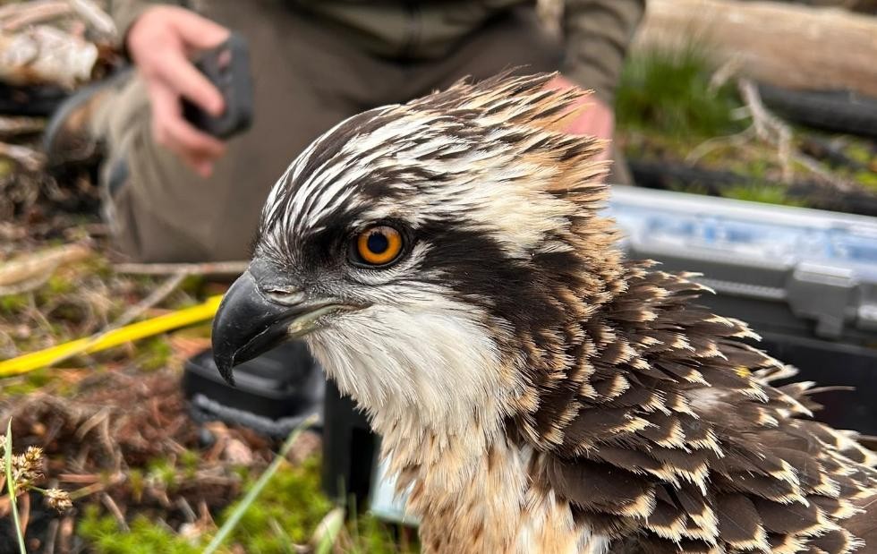 L’Ajuntament de Pego considera un «èxit» la tornada de cinc àguiles pescadores al voltant de la Marjal Pego-Oliva