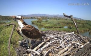 Cinc àguiles pescadores alliberades a la Marjal de Pego-Oliva tornen a prop del parc natural després de completar la seua primera migració