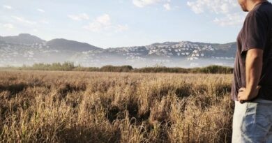 Adéu a la varietat d’arròs bombó al Parc Natural de la Marjal Pego-Oliva